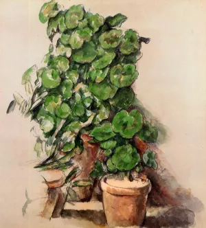 Pots of Geraniums